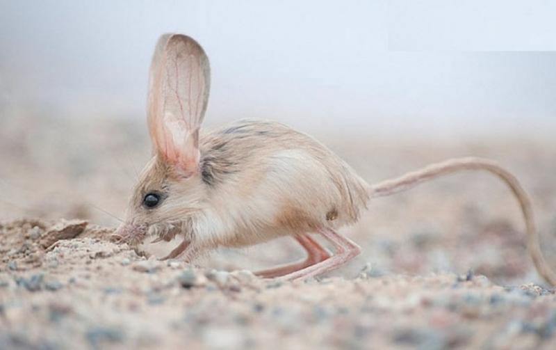 Chuột nhảy có tai dài như thỏ, thân hình như chuột và chân dài khỏe như chuột túi. Khả năng nhảy lò cò giúp chúng di chuyển hiệu quả trên sa mạc. Đôi tai lớn giúp tản nhiệt tốt hơn.