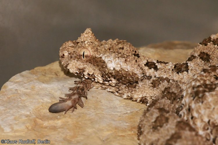 2. Rắn đuôi nhện: Được phát hiện ở phía Tây Iran. Đuôi có hình dạng giống như một con nhện lớn.