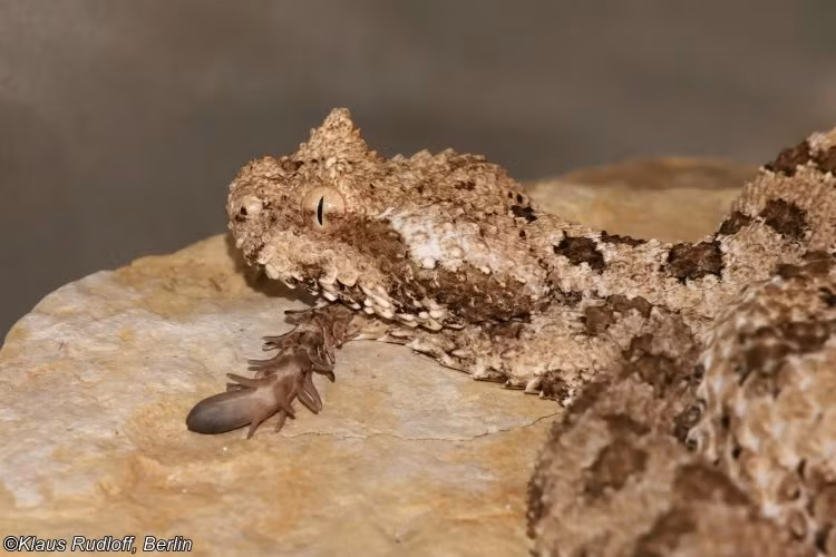 2. Rắn đuôi nhện: Được phát hiện ở phía Tây Iran. Đuôi có hình dạng giống như một con nhện lớn.