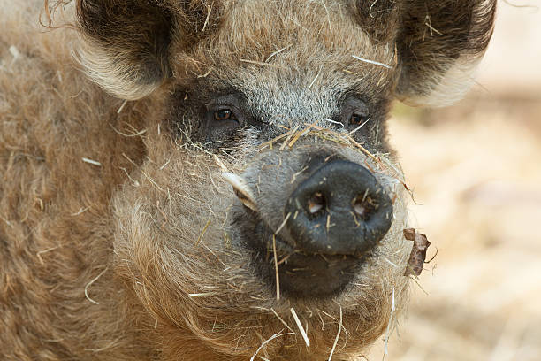 Thịt của chúng rất ngon, giàu mỡ, được giới quý tộc Áo-Hung ưa chuộng.