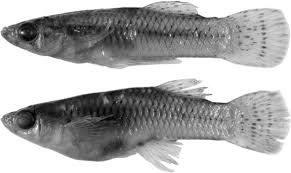 Theo Brian Langerhan, người dẫn đầu nhóm nghiên cứu, các con cái thường tránh giao phối với các con đực "phẩm chất thấp hơn", để tránh hao tổn trong quá trình sinh sản.