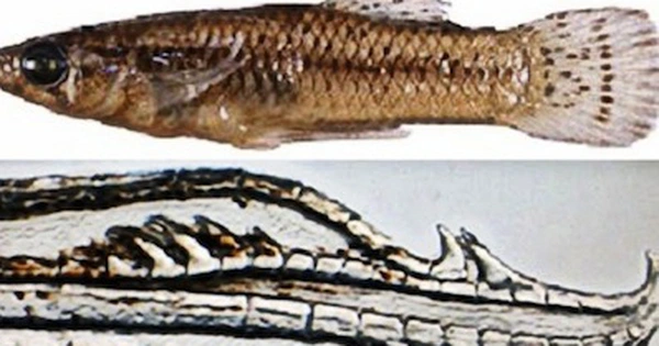 Tuy nhiên, cơ quan sinh dục đặc biệt của con đực Gambusia quadruncus giúp chúng vượt qua sự kháng cự của cá cái và thực hiện giao phối không mong muốn.