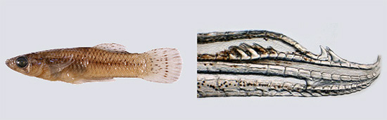 Ngoài ra, nhà nghiên cứu Langerhans cũng mô tả một đặc điểm lạ ở cá Gambusia quadruncus: các con cái có một điểm sặc sỡ trên lỗ hậu môn, có thể giúp chúng giảm việc giao phối liên loài.