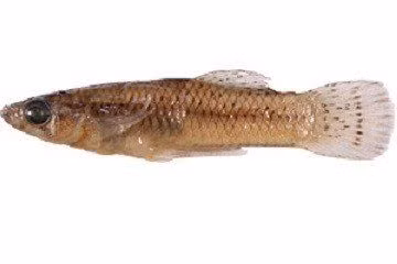 Con đực sử dụng cơ quan này để vượt qua cơ chế kháng cự của cá cái và giao phối không mong muốn của chúng.