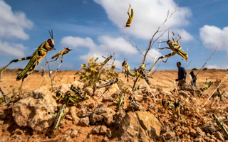 Các biện pháp phòng chống như sử dụng thuốc trừ sâu và theo dõi di chuyển của đàn châu chấu bằng công nghệ GPS đã được triển khai, nhưng việc kiểm soát hoàn toàn vẫn gặp nhiều khó khăn do sự di chuyển nhanh chóng và linh hoạt của chúng.