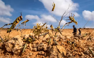 Các biện pháp phòng chống như sử dụng thuốc trừ sâu và theo dõi di chuyển của đàn châu chấu bằng công nghệ GPS đã được triển khai, nhưng việc kiểm soát hoàn toàn vẫn gặp nhiều khó khăn do sự di chuyển nhanh chóng và linh hoạt của chúng.