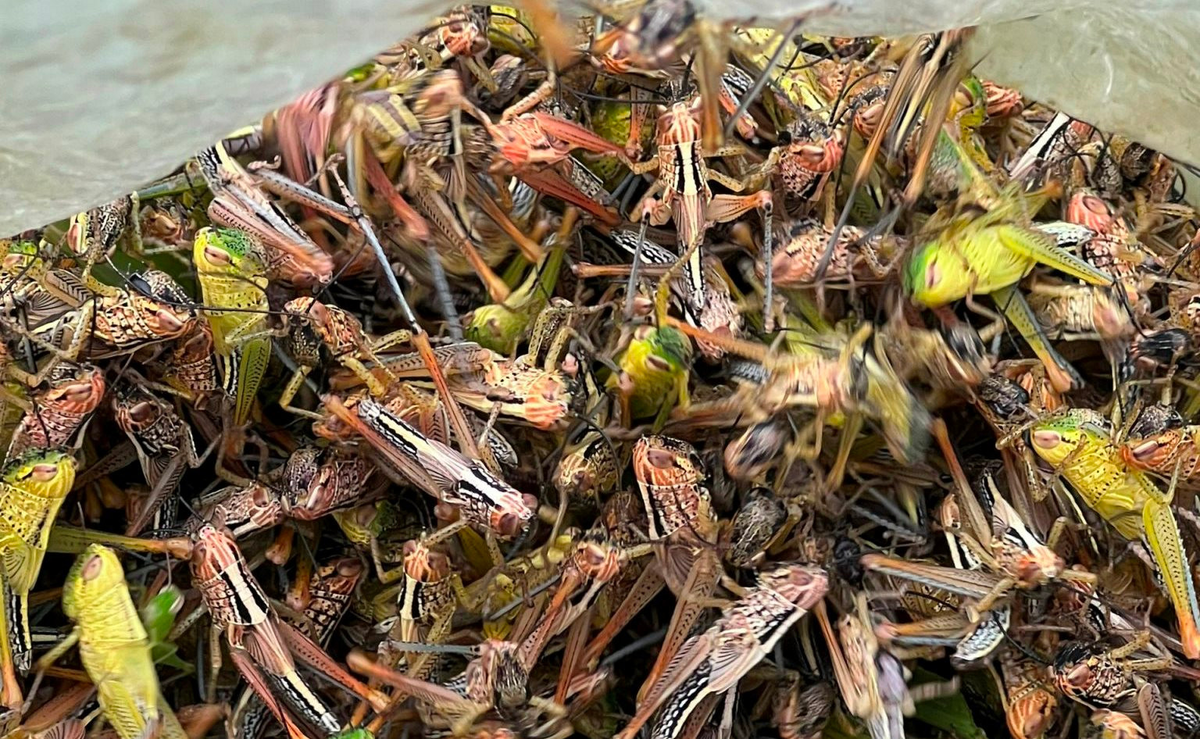 Năm 2015, diện tích bị châu chấu tàn phá lên tới 2.595 hecta mét và 480 hecta ngô, mía. Tình hình trở nên nghiêm trọng vào năm 2023 khi châu chấu gây hại trên 150 hecta mét và 5 hecta keo tại xã Nghĩa Bình, huyện Tân Kỳ. Dù các biện pháp phòng chống được triển khai liên tục, hiệu quả vẫn chưa cao do địa hình khó khăn và khả năng di chuyển mạnh mẽ của châu chấu.