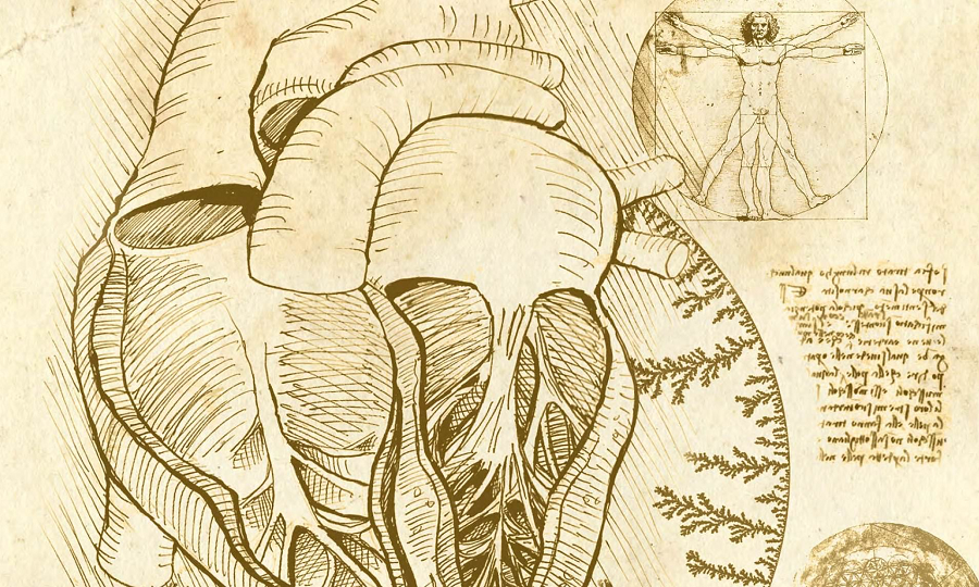 Phân tích phân dạng đã được sử dụng để xác định những đặc điểm chung của các dải cơ này trên các bệnh nhân khác nhau, từ đó bắt đầu phác thảo chức năng của chúng.