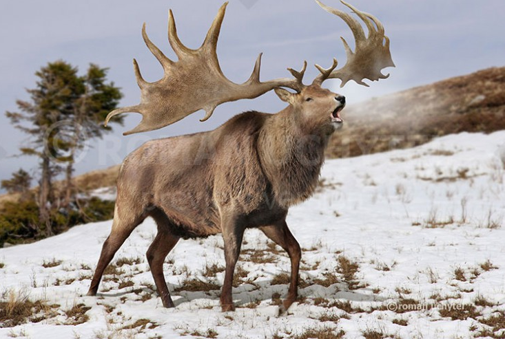 5. Nai sừng tấm Ireland (Megaloceros giganteus): Tuyệt chủng cách đây khoảng 7.700 năm. Sống ở lục địa Á - Âu, nổi tiếng với cặp sừng khổng lồ.