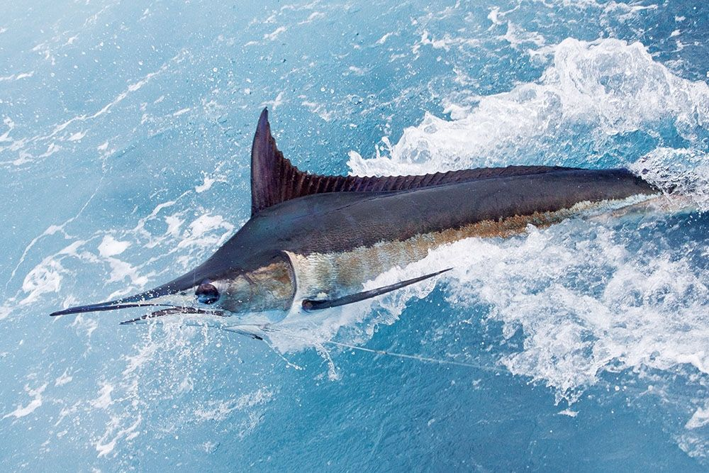 Con cái có thể có khối lượng lên đến bốn lần so với khối lượng của cá đực.