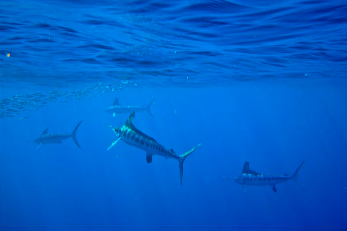 Chúng sinh sống ở vùng nước thoáng cách xa bờ và săn nhiều loại sinh vật biển, chủ yếu gần bề mặt nước, và thường dùng mỏ của nó làm choáng hay bị thương con mồi.