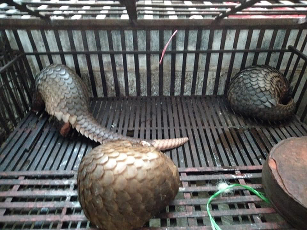 Toàn thân, từ đầu đến cuối đuôi phủ lớp vẩy sừng. Các vẩy sừng xếp chồng lên nhau như mái ngói. Bụng không có vẩy sừng, da dày có lớp lông cứng.