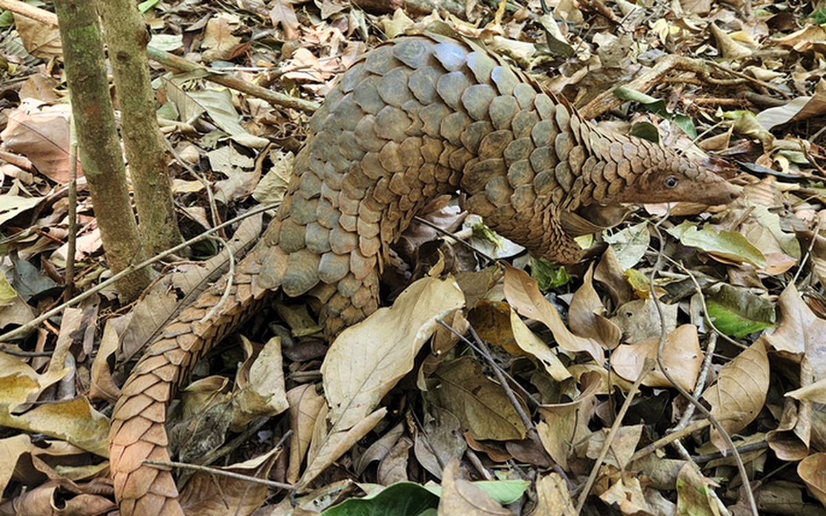 Tê tê Java có tên khoa học là Manis Javanica, thuộc nhóm IB, nằm trong Sách Đỏ của Liên minh Bảo tồn Thiên nhiên Quốc tế là loài "nguy cấp trên toàn cầu", là động vật hoang dã, quý hiếm, có nguy cơ tuyệt chủng nên được xếp vào danh sách loài nguy cấp, nghiêm cấm săn bắt, buôn bán và tiêu thụ.