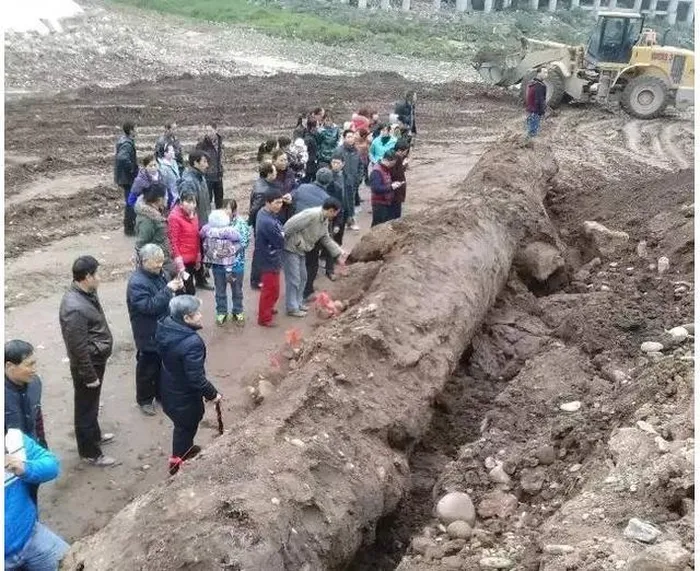 Ngày 11/11/2015, tại thị trấn Công Nghị, thành phố Sùng Châu, Tứ Xuyên, Trung Quốc, một nông dân đã phát hiện một cây gỗ đen dài khoảng 20 mét khi đang làm ruộng.