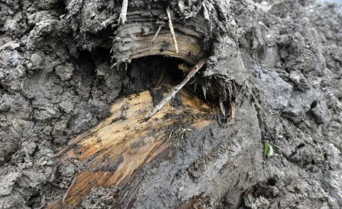 Cơ quan chức năng đã phong tỏa hiện trường và xác định đây là loại gỗ quý hiếm gọi là "Đông Phương Thần Mộc" hay gỗ âm trầm, có giá trị kinh tế và nghiên cứu cao, ước tính lên đến 100 triệu NDT (hơn 350 tỷ đồng).