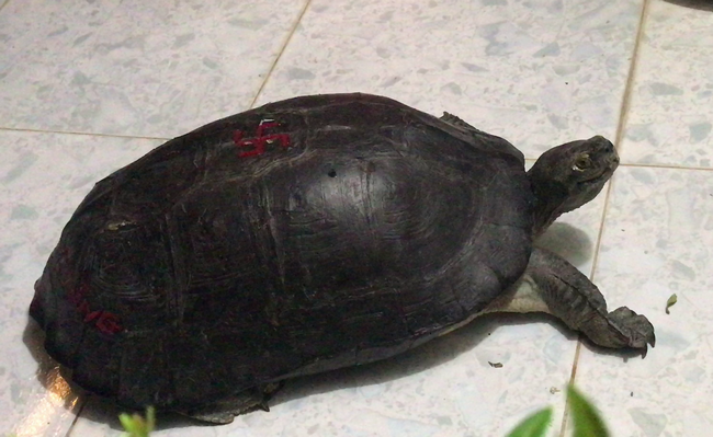 Mai rùa phồng, thuôn dài, màu nâu thẫm hay đen. Đầu rùa màu xám có những vết đốm đen và vàng, hàm màu vàng.