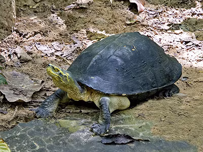 Rùa răng (Hieremys annandalii) là một loài rùa thuộc họ Rùa đầm Emydidae, phân bố tại nhiều địa phương ở miền Nam Việt Nam như Đồng Nai, Kiên Giang, Cà Mau...