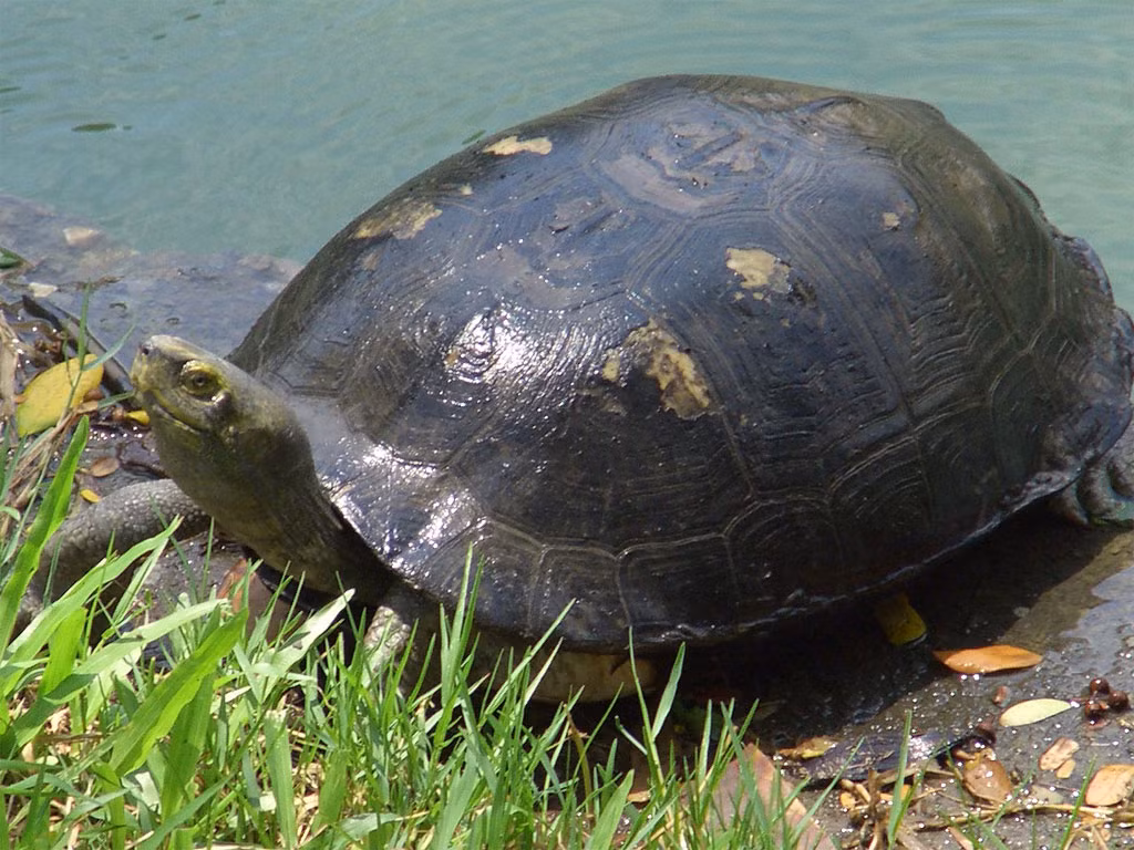 Càng đước, còn gọi là rùa răng, là một loài động vật quý hiếm thuộc nhóm IIB, được cấm khai thác và sử dụng vì mục đích thương mại nhưng được phép nuôi khi có nguồn gốc hợp pháp.