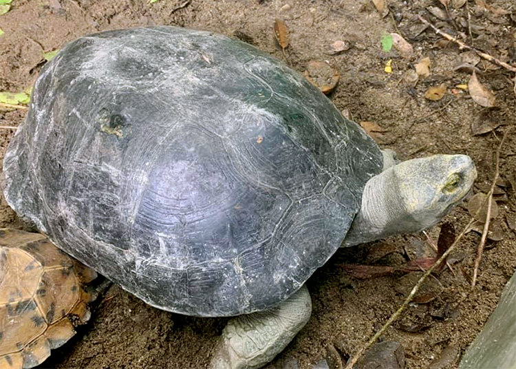 Chúng ăn thực vật thủy sinh, trong điều kiện nuôi còn ăn quả và các loại rau.