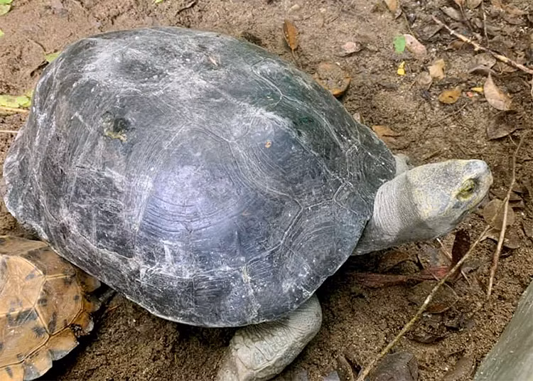 Chúng ăn thực vật thủy sinh, trong điều kiện nuôi còn ăn quả và các loại rau.