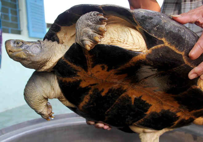 Chân rùa dẹp, ngón chân có màng da, một đặc điểm chung của các loài rùa đầm.