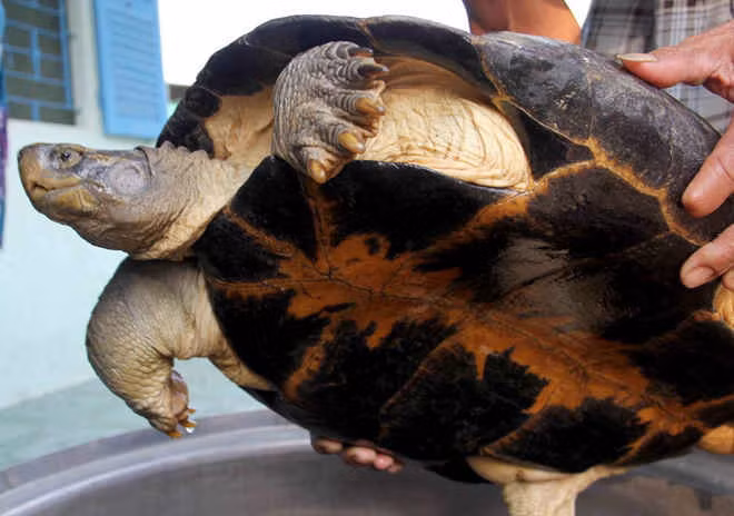 Chân rùa dẹp, ngón chân có màng da, một đặc điểm chung của các loài rùa đầm.