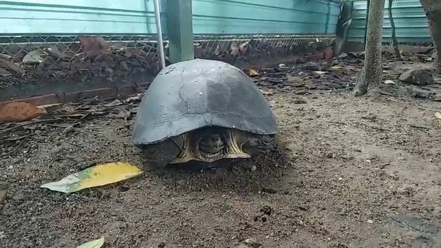 Hiện nay, một số trang trại ở miền Nam Việt Nam đã nhân nuôi thành công loài rùa "có răng" độc đáo này.