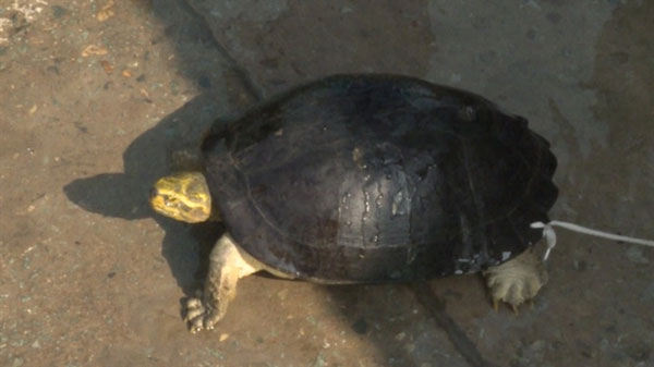 Tên gọi rùa răng bắt nguồn từ nét đặc trưng của loài rùa này là có mỏ làm thành hai mấu nhọn hình dáng như hai chiếc răng nanh sắc nhọn ở hàm trên. Khi bị trêu chọc, rùa thường phản ứng bằng cách há mỏ hình răng để dọa.