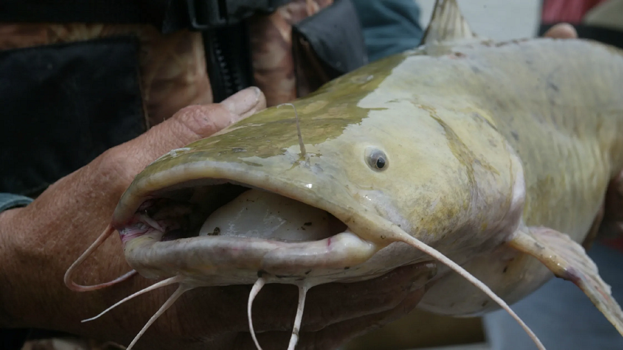 Chúng đào hang làm ổ, đẻ trứng và bảo vệ trứng cho đến khi nở.