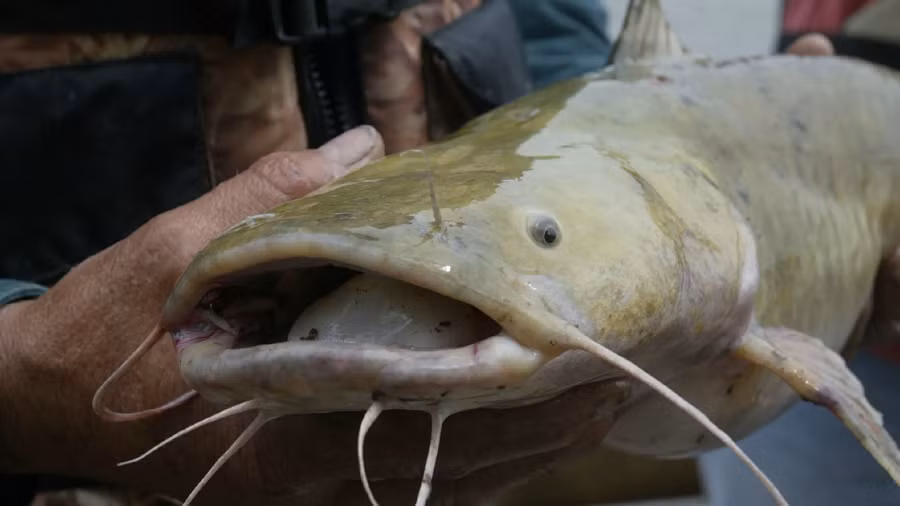 Chúng đào hang làm ổ, đẻ trứng và bảo vệ trứng cho đến khi nở.