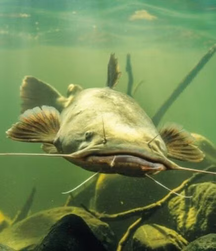 Do đó, họ khuyến khích ngư dân báo cáo và không thả lại cá trê đầu bẹt bắt được nhằm bảo vệ hệ sinh thái địa phương.