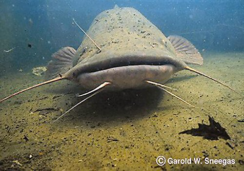 Tuy nhiên, đến năm 2023, cá trê đầu bẹt đã trở thành thảm họa ngư nghiệp ở vịnh Chesapeake.