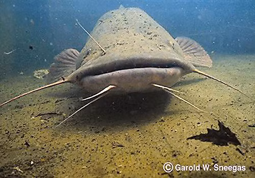 Tuy nhiên, đến năm 2023, cá trê đầu bẹt đã trở thành thảm họa ngư nghiệp ở vịnh Chesapeake.