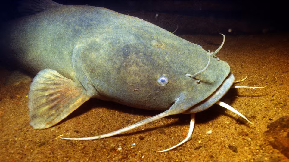 Một con cá cái có thể đẻ tới 100.000 trứng mỗi lứa, làm gia tăng số lượng cực nhanh chóng.