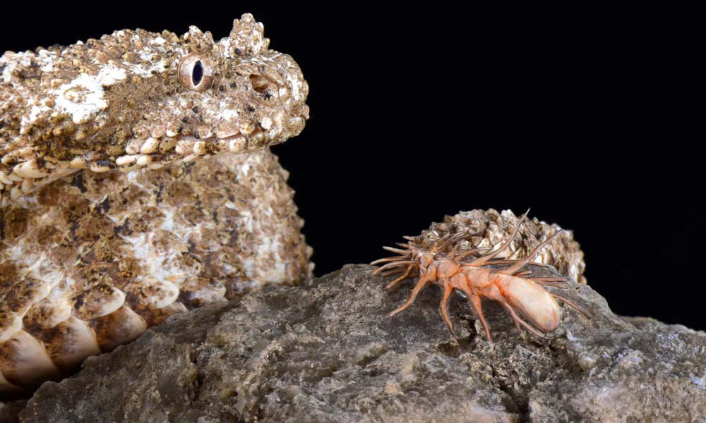 Hiệu ứng này khiến cho rắn trở nên gần như vô hình trước các con chim đang tìm kiếm thức ăn.