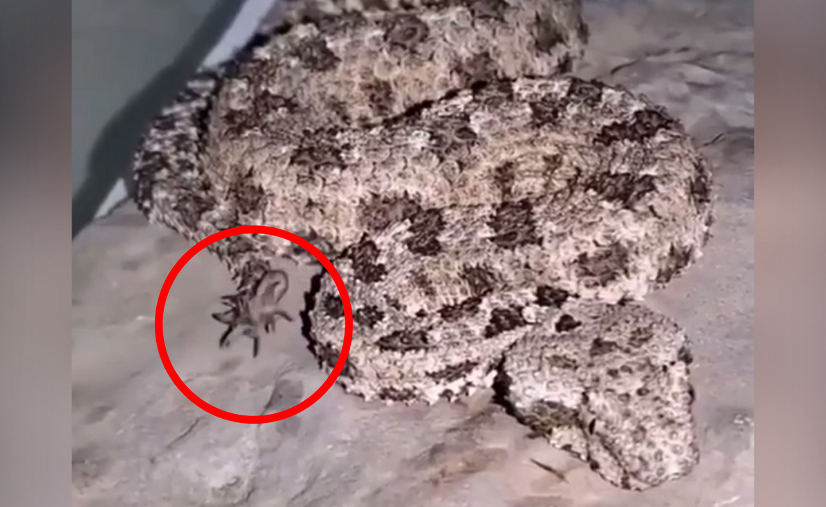 Bằng cách vẫy đuôi, chúng tạo ra một phần giống như một con nhện ở chóp đuôi, dụ dỗ các loài chim bay đến gần.