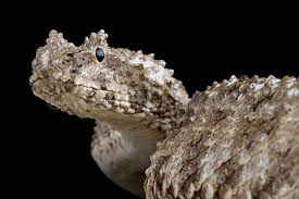 Khi chim lạc vào tầm ngắm, rắn tấn công và bắt con mồi.