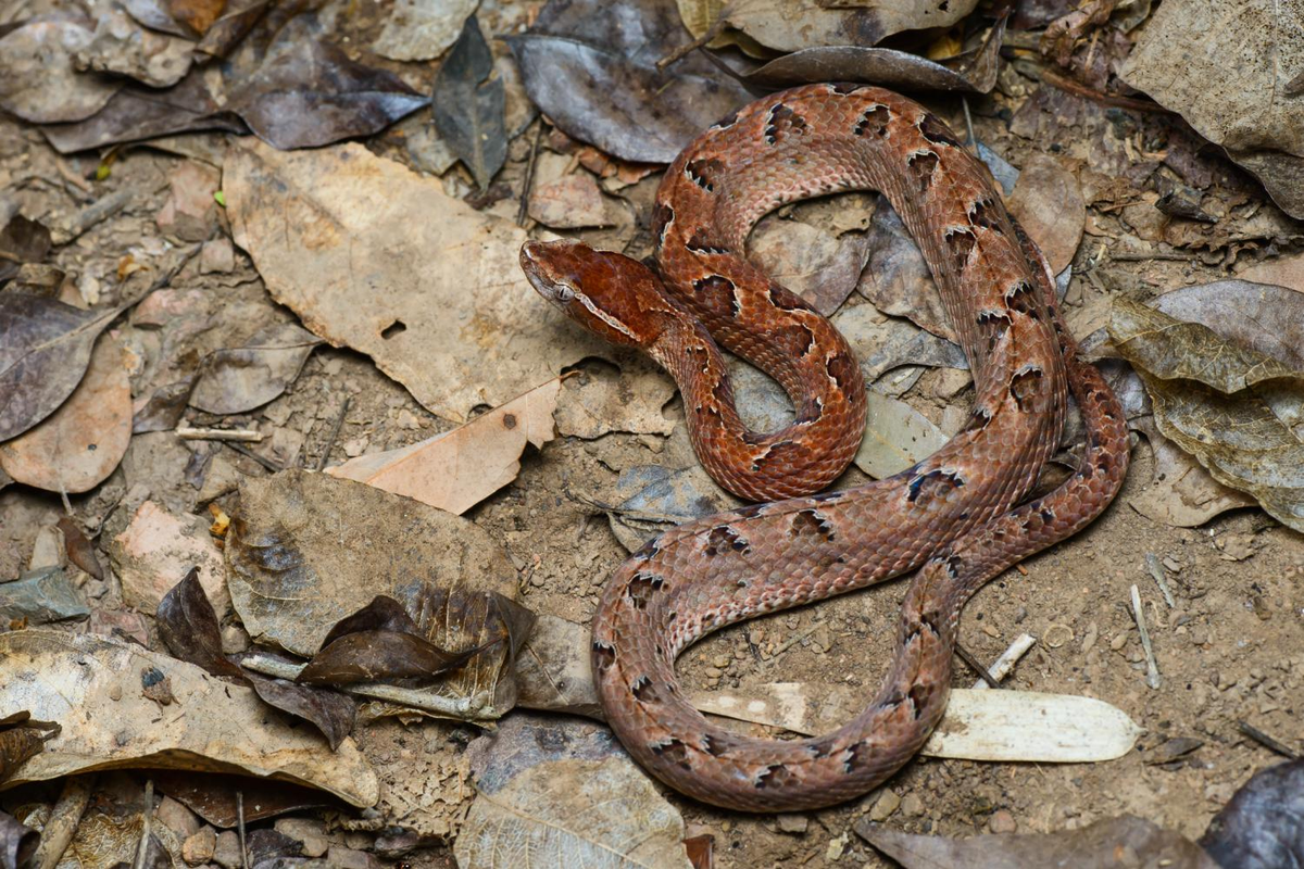 Khi bị cắn, nạn nhân cần nhanh chóng đến bệnh viện để được tiêm huyết thanh kháng nọc.