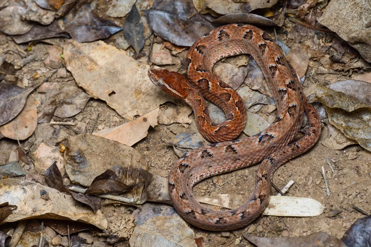 Khi bị cắn, nạn nhân cần nhanh chóng đến bệnh viện để được tiêm huyết thanh kháng nọc.