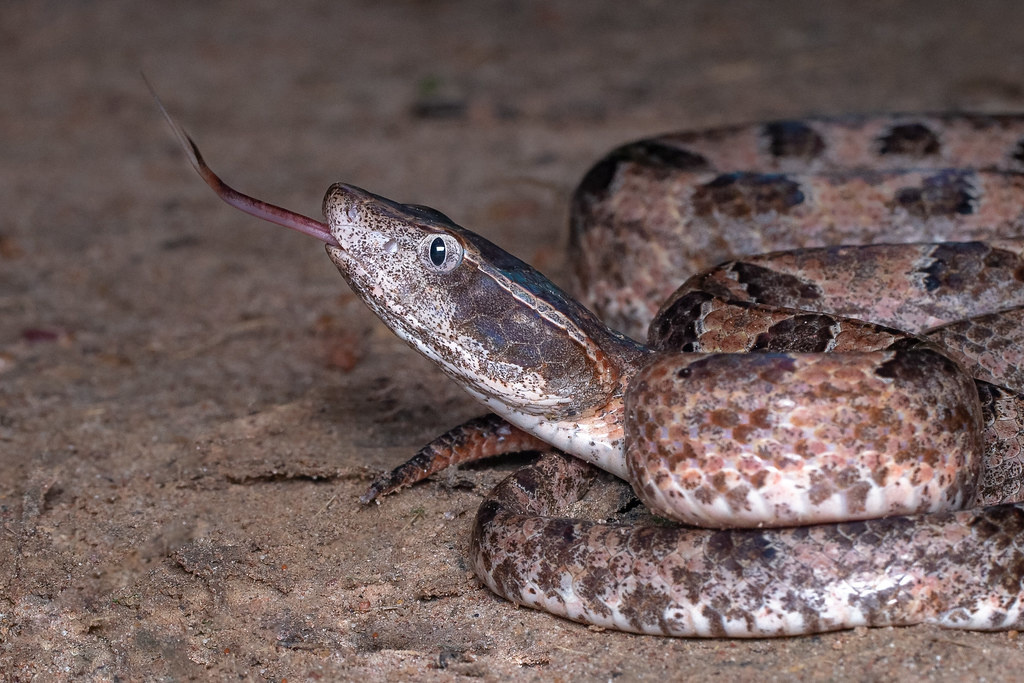 Khi thấy rắn xuất hiện trong nhà, nên nhờ lực lượng cứu hỏa hoặc người có chuyên môn xử lý để tránh tai nạn.