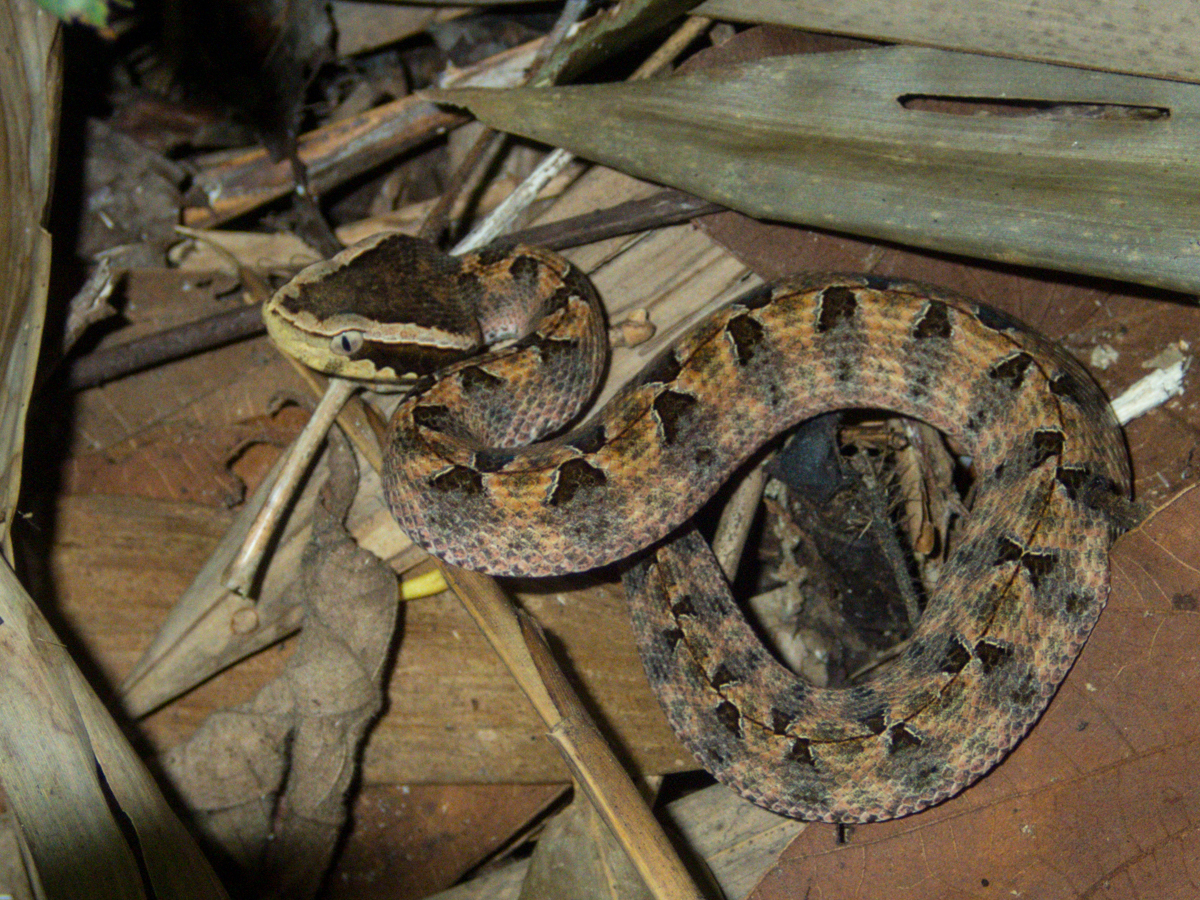 Nếu gặp loài rắn này, hãy tránh xa và không cố gắng bắt giữ.