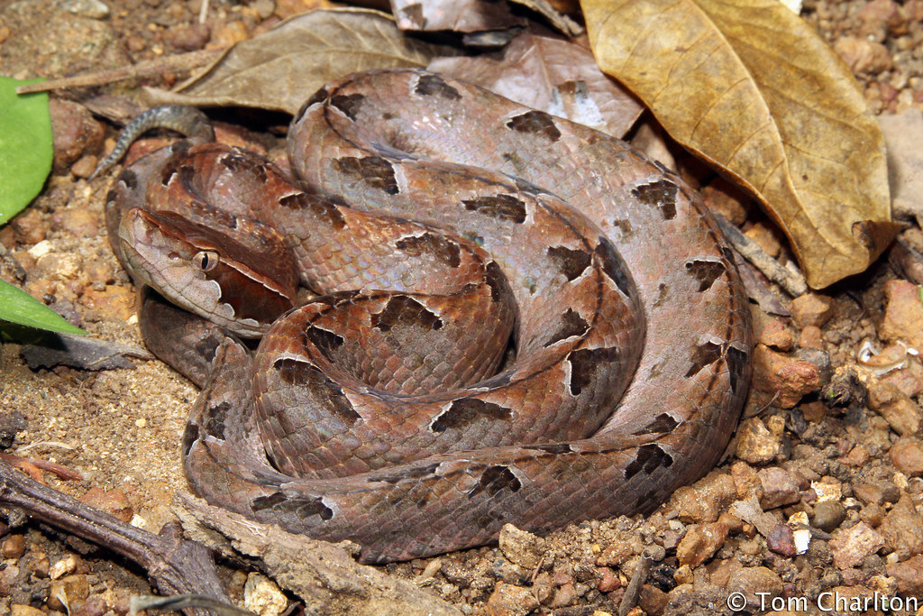 Nọc độc của chàm quạp gây hại cho tế bào và máu, có thể gây sưng, phù nề, bầm máu và hoại tử nếu không được điều trị kịp thời.