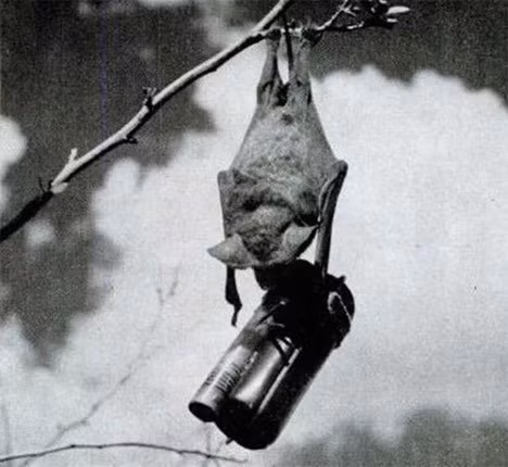 Mặc dù ý tưởng này không thành công do nhiều con dơi không hợp tác và chi phí cao, nhưng các quả bom dơi sau này đã thiêu rụi một ngôi làng Nhật và một số cơ sở quân sự Mỹ.