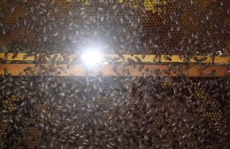 Chúng có thể được sử dụng để tấn công bằng cách ném tổ ong vào các bức tường thành hoặc sử dụng mật ong độc hại.