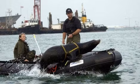 4. Lính tuần tra sư tử biển: Sư tử biển California đã được đào tạo để làm lính quét thủy lôi cho Hải quân Mỹ.