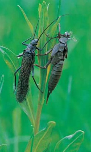 Nhiều người cho rằng đó là một loài rệp nước, loại côn trùng có cánh lớn, có thể dài tới 15cm.