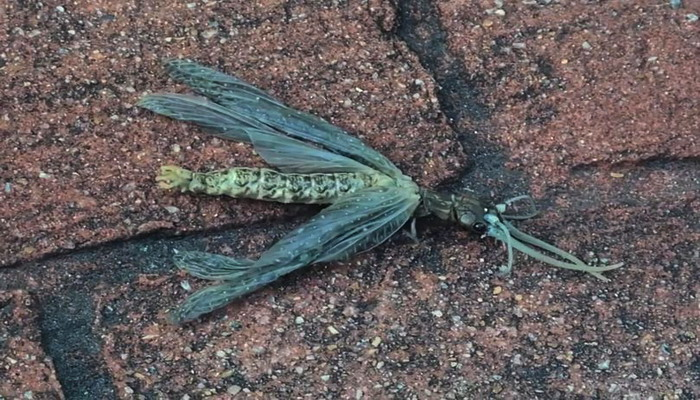 Cô đã ghi lại hình ảnh của sinh vật có thân dài và dẹt với hai cánh gần đầu nhưng không còn cử động được.