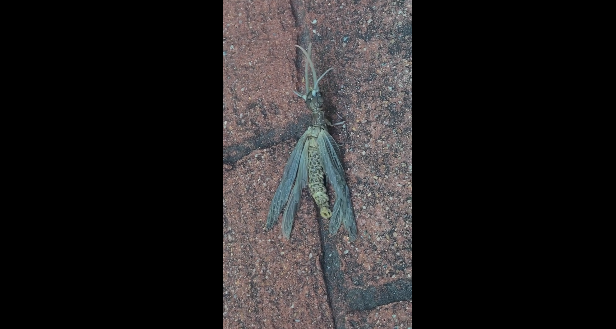 Rệp nước có vòng đời biến đổi hoàn toàn, sống ở sông suối tới 7 năm trước khi trưởng thành và chỉ sống được vài ngày để giao phối và đẻ trứng.