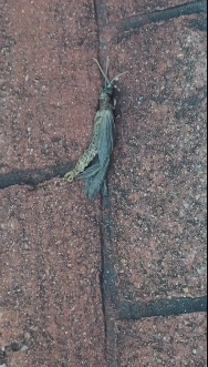 Phát hiện này không chỉ thu hút sự chú ý của người dân Atlanta mà còn gây tò mò và tranh luận sôi nổi trên mạng xã hội.