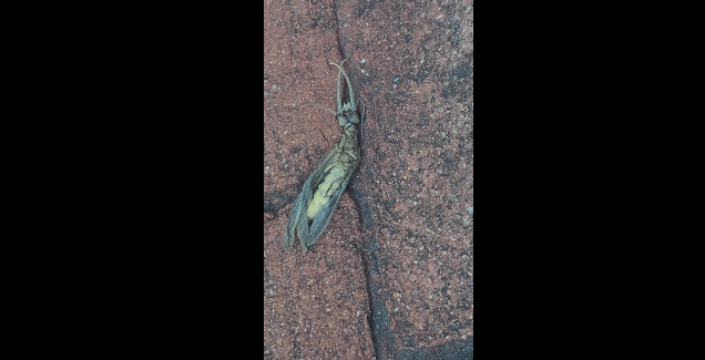 Ngày hôm sau, khi Nicole quay lại chỗ cũ, sinh vật lạ đã biến mất.